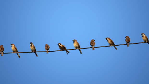 Tweeting - Make your twitter profile sing