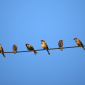 Tweeting - Make your twitter profile sing